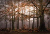 Wizard+Genius Foggy Autumn Forest Non Woven Wall Mural 384x260cm 8 Panels | Yourdecoration.com