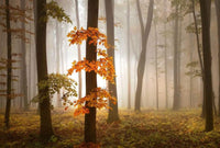 Wizard+Genius Foggy Autumn Forrest Non Woven Wall Mural 384x260cm 8 Panels | Yourdecoration.com