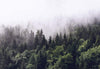 Wizard+Genius Foggy Forest Wall Mural 366x254cm 8 Panels | Yourdecoration.com