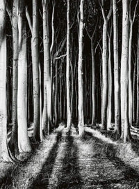 Wizard+Genius Ghost Forest Non Woven Wall Mural 192x260cm 4 Panels | Yourdecoration.com