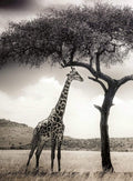 Wizard+Genius Giraffe Safari Non Woven Wall Mural 192x260cm 4 Panels | Yourdecoration.com