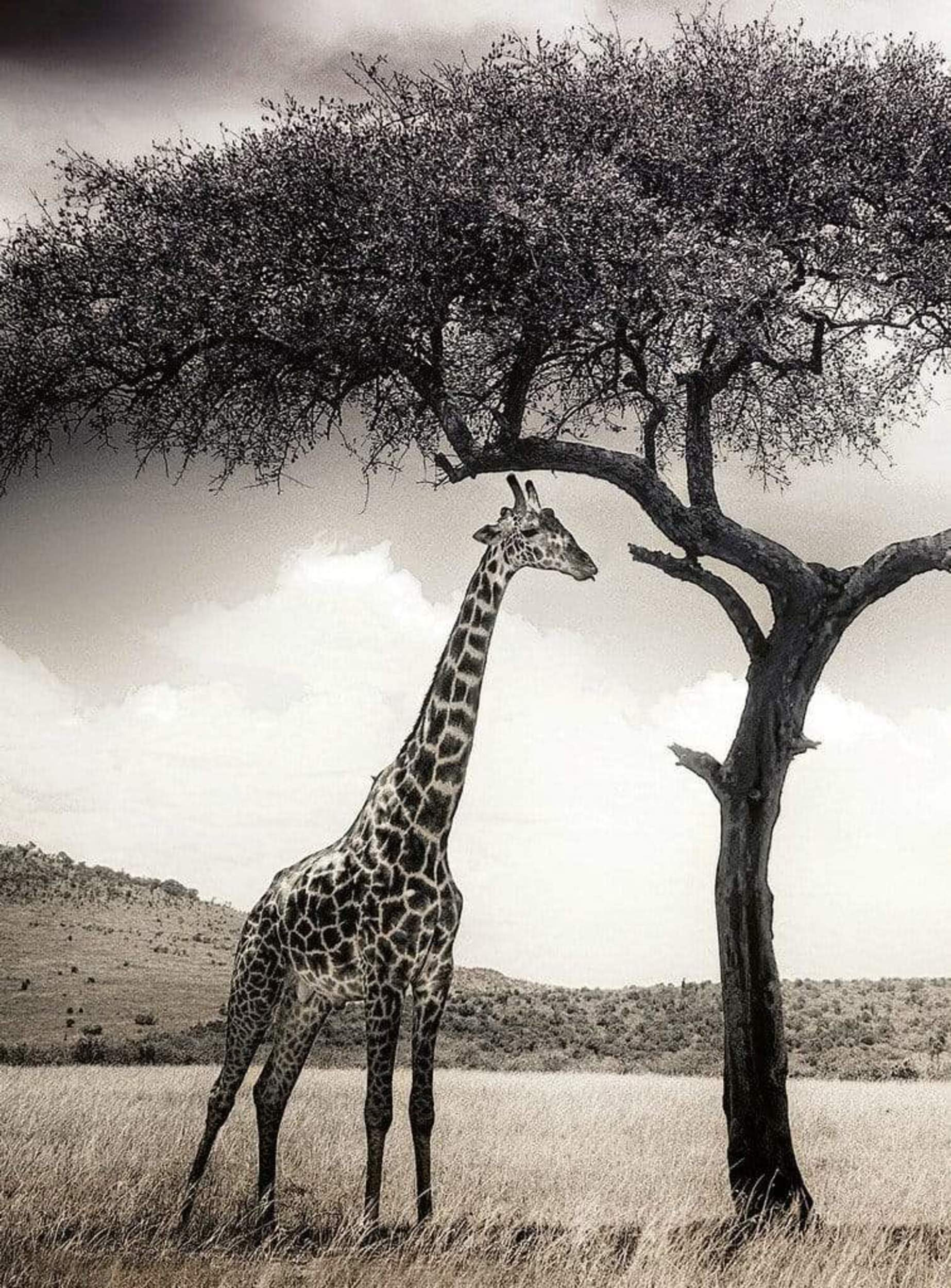 Wizard+Genius Giraffe Safari Non Woven Wall Mural 192x260cm 4 Panels | Yourdecoration.com