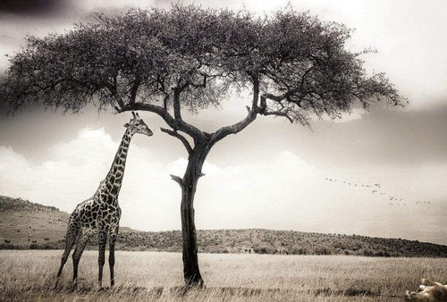 Wizard+Genius Giraffe Safari Non Woven Wall Mural 384x260cm 8 Panels | Yourdecoration.com