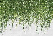 Wizard+Genius Hanging Plants Non Woven Wall Mural 384x260cm 8 Panels | Yourdecoration.com
