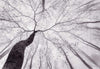 Wizard+Genius Inside the Trees Wall Mural 366x254cm 8 Panels | Yourdecoration.com