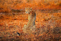 Wizard+Genius Leopard Safari Non Woven Wall Mural 384x260cm 8 Panels | Yourdecoration.com