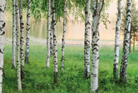 Wizard+Genius Nordic Forest Non Woven Wall Mural 384x260cm 8 Panels | Yourdecoration.com