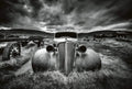 Wizard+Genius Old Classic Car Non Woven Wall Mural 384x260cm 8 Panels | Yourdecoration.com