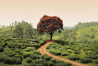 Wizard+Genius Red Tree and Hills in Sri Lanka Non Woven Wall Mural 384x260cm 8 Panels | Yourdecoration.com