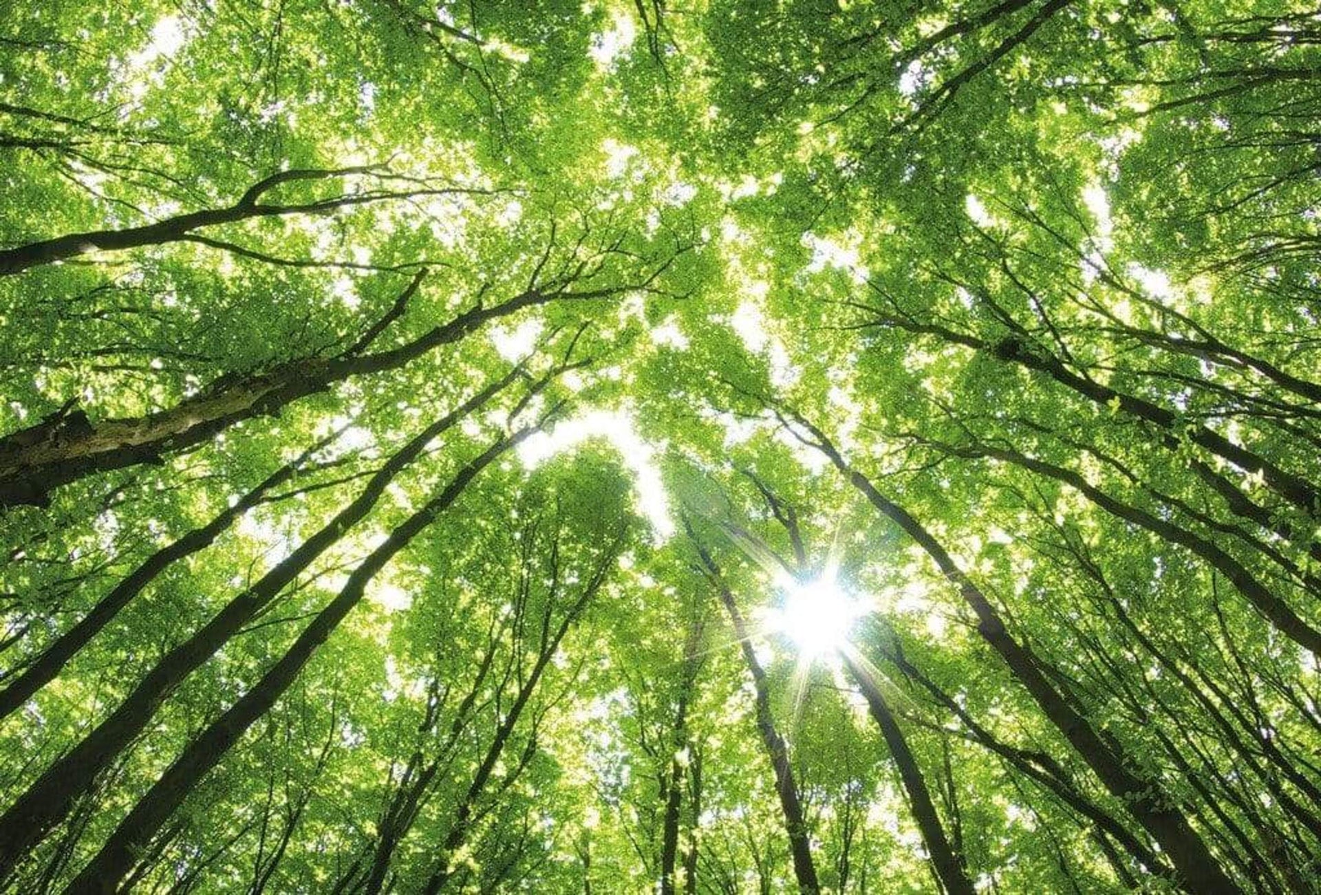 Wizard+Genius Sunny Forest Non Woven Wall Mural 384x260cm 8 Panels | Yourdecoration.com