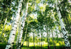 Wizard+Genius Sunshine Forest Wall Mural 366x254cm 8 Panels | Yourdecoration.com