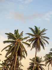 Wizard+Genius Take me to Ibiza Non Woven Wall Mural 192x260cm 4 Panels | Yourdecoration.com