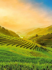 Wizard+Genius Terraced Rice Field In Vietnam Non Woven Wall Mural 192x260cm 4 Panels | Yourdecoration.com
