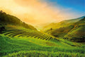 Wizard+Genius Terraced Rice Field In Vietnam Non Woven Wall Mural 384x260cm 8 Panels | Yourdecoration.com