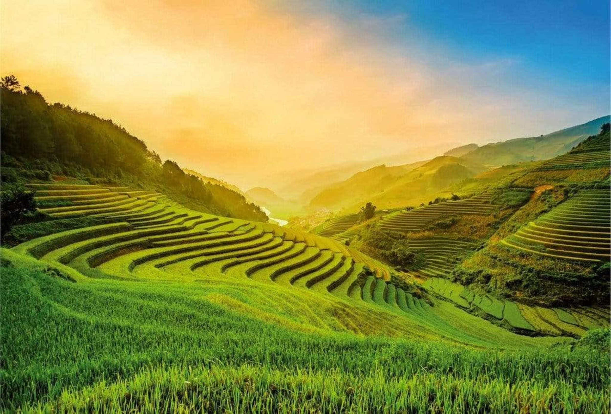 Wizard+Genius Terraced Rice Field In Vietnam Non Woven Wall Mural 384x260cm 8 Panels | Yourdecoration.com