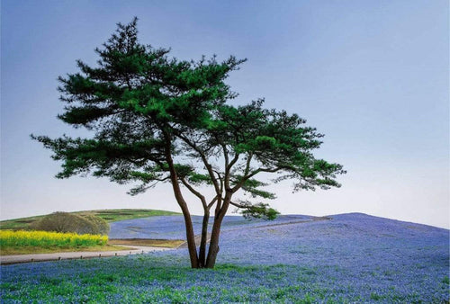 Wizard+Genius Tree in Blue Flower Field in Japan Non Woven Wall Mural 384x260cm 8 Panels | Yourdecoration.com