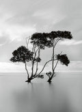 Wizard+Genius Trees In The Still Water Non Woven Wall Mural 192x260cm 4 Panels | Yourdecoration.com