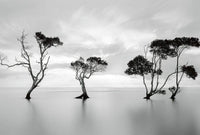 Wizard+Genius Trees in the Still Water Non Woven Wall Mural 384x260cm 8 Panels | Yourdecoration.com