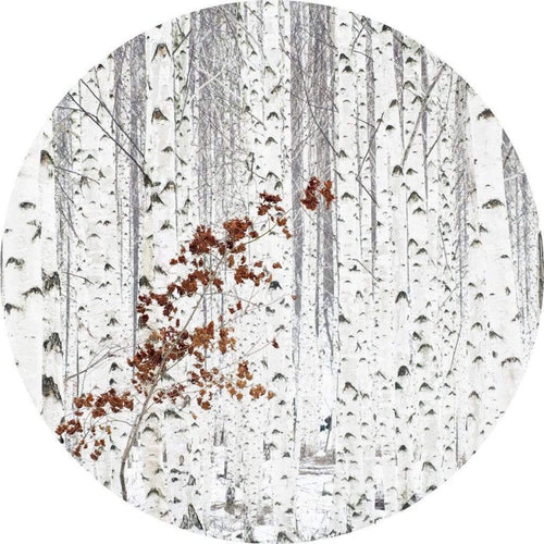 Wizard+Genius White Birch Forest Non Woven Wall Mural 140x140cm Round | Yourdecoration.com