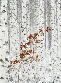 Wizard+Genius White Birch Forest Non Woven Wall Mural 192x260cm 4 Panels | Yourdecoration.com