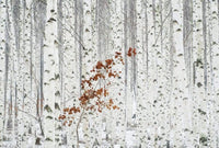 Wizard+Genius White Birch Forest Non Woven Wall Mural 384x260cm 8 Panels | Yourdecoration.com