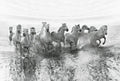 Wizard+Genius White Horses Non Woven Wall Mural 384x260cm 8 Panels | Yourdecoration.com