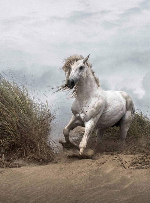 Wizard+Genius White Wild Horse Non Woven Wall Mural 192x260cm 4 Panels | Yourdecoration.com