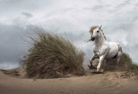 Wizard+Genius White Wild Horse Non Woven Wall Mural 384x260cm 8 Panels | Yourdecoration.com