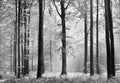 Wall Mural - Avalon 366x254cm - Paper Wallpaper