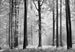 Wall Mural - Avalon 366x254cm - Paper Wallpaper